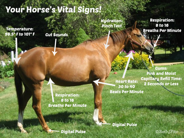 Know Your Horse’S Vital Signs 